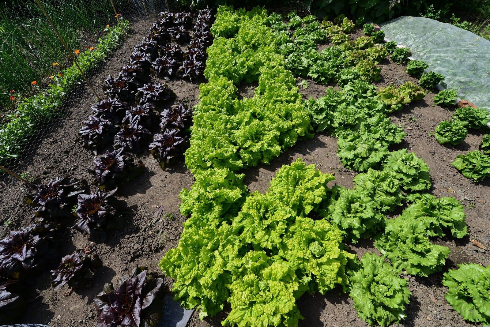 Des légumes dans un jardin potager