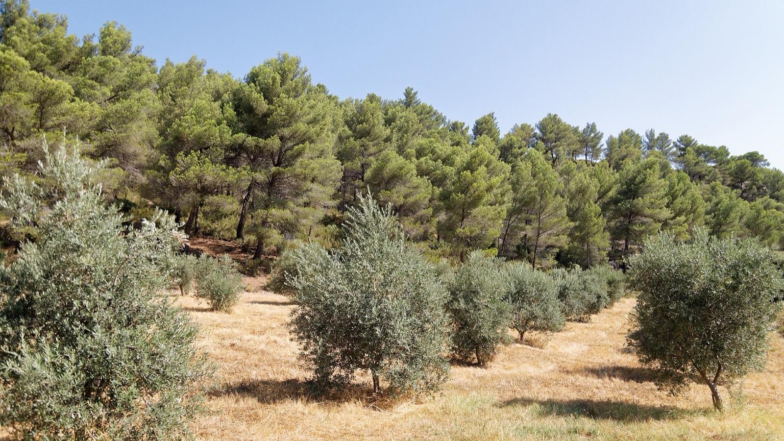 Oliviers, au Tholonet