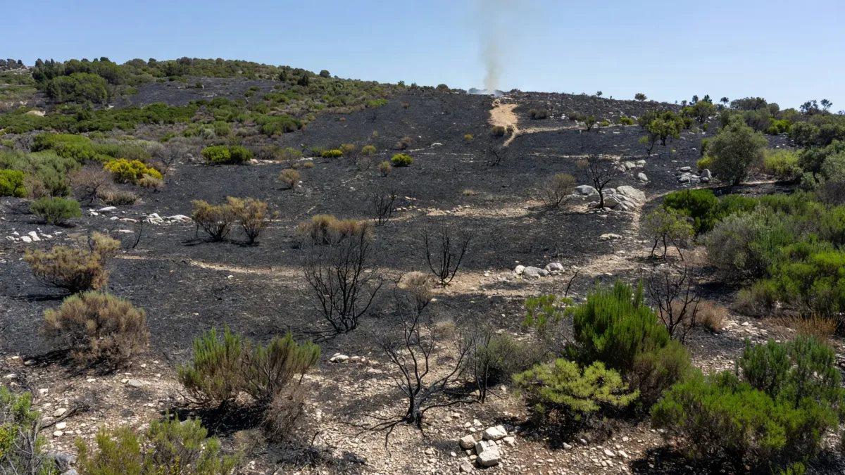 De la fumée d'incendie au-dessus d'une pinède