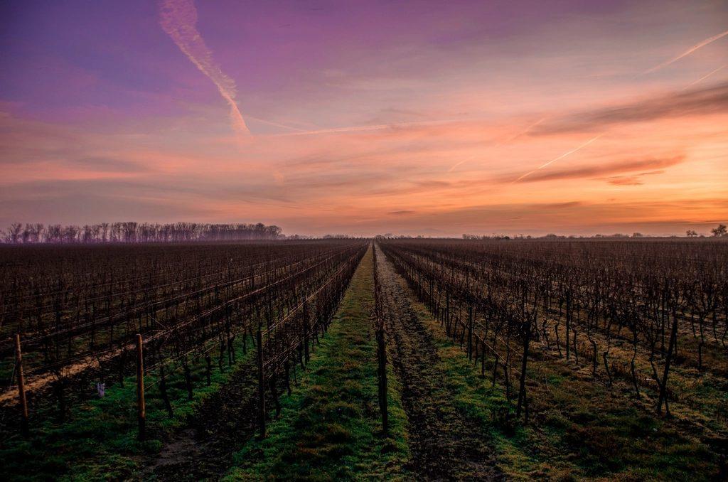 Un vignoble au pied de la Sainte-Victoire