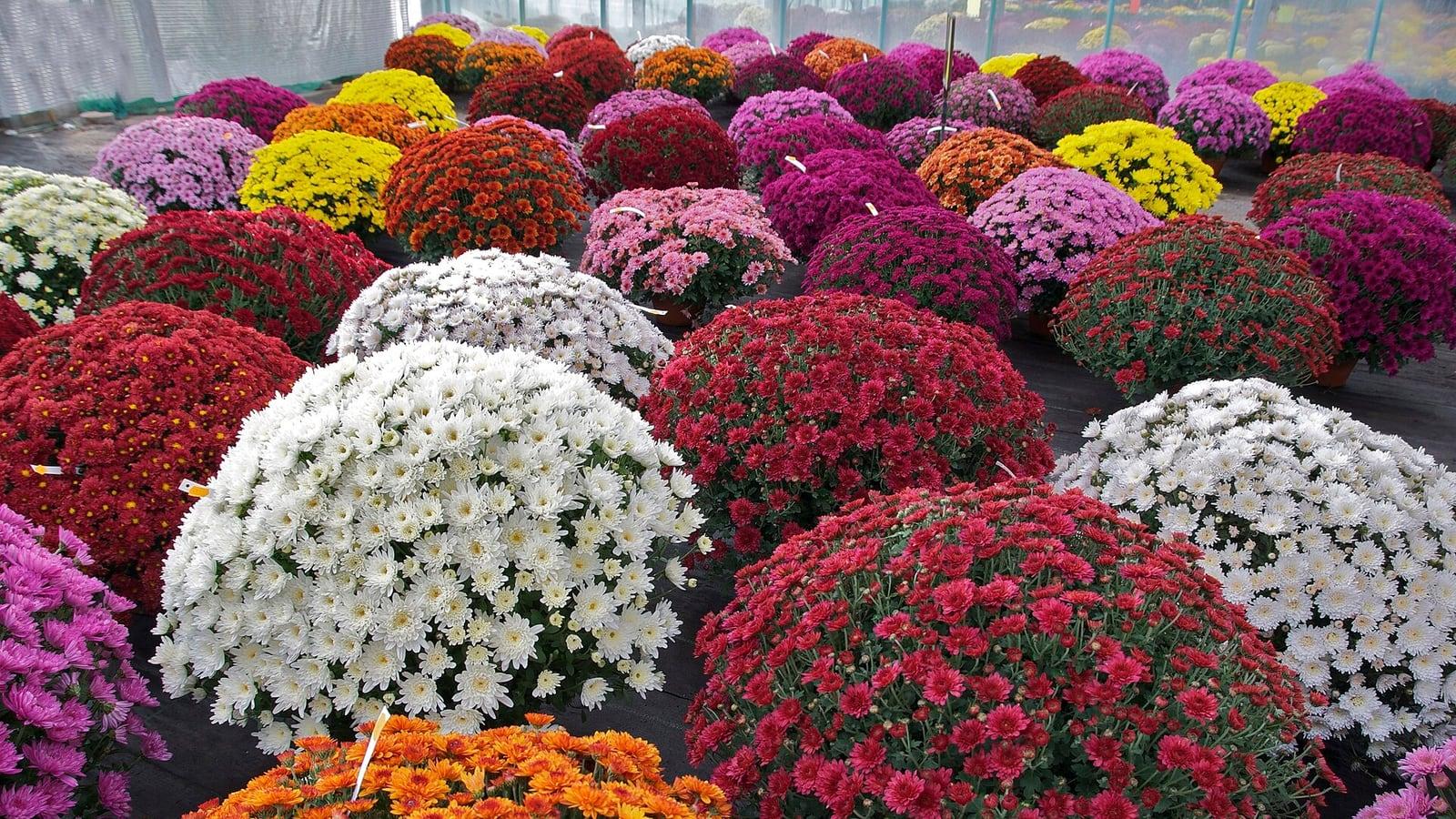 Des pots de chrysanthèmes blancs, rouges, orange, jaunes et mauves alignés sous une serre