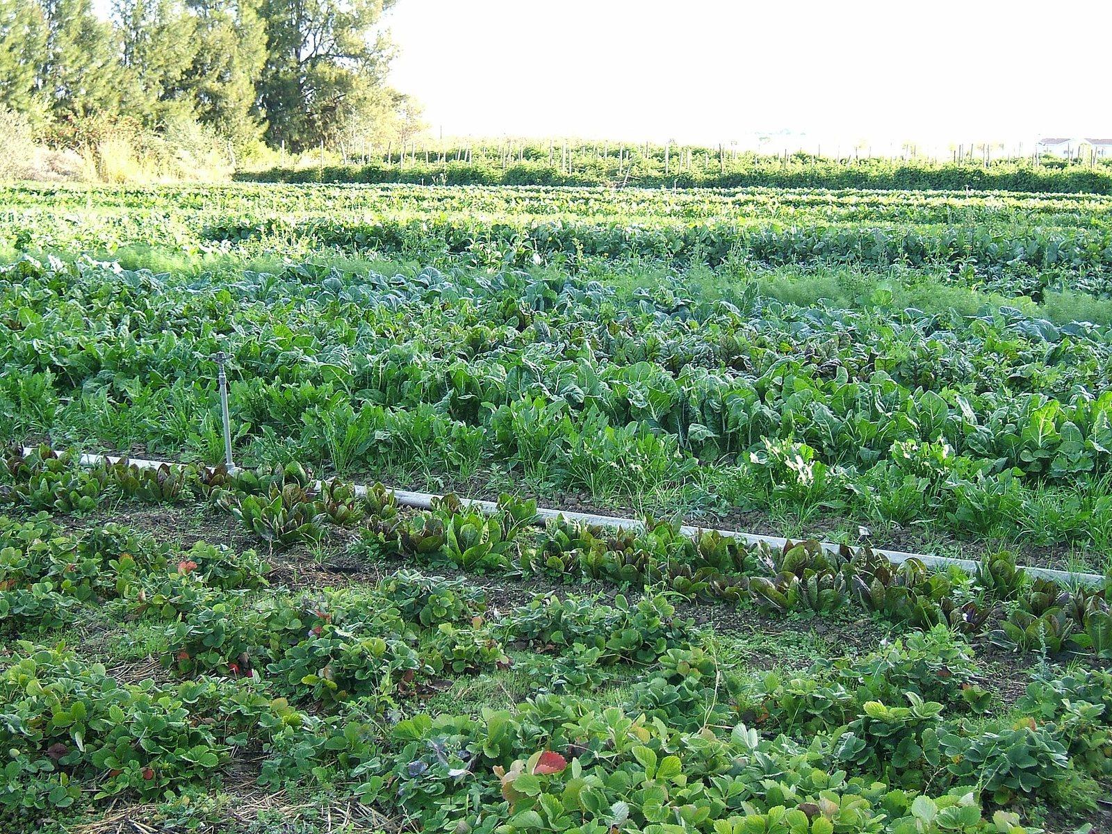 Un champ de maraîchage biologique