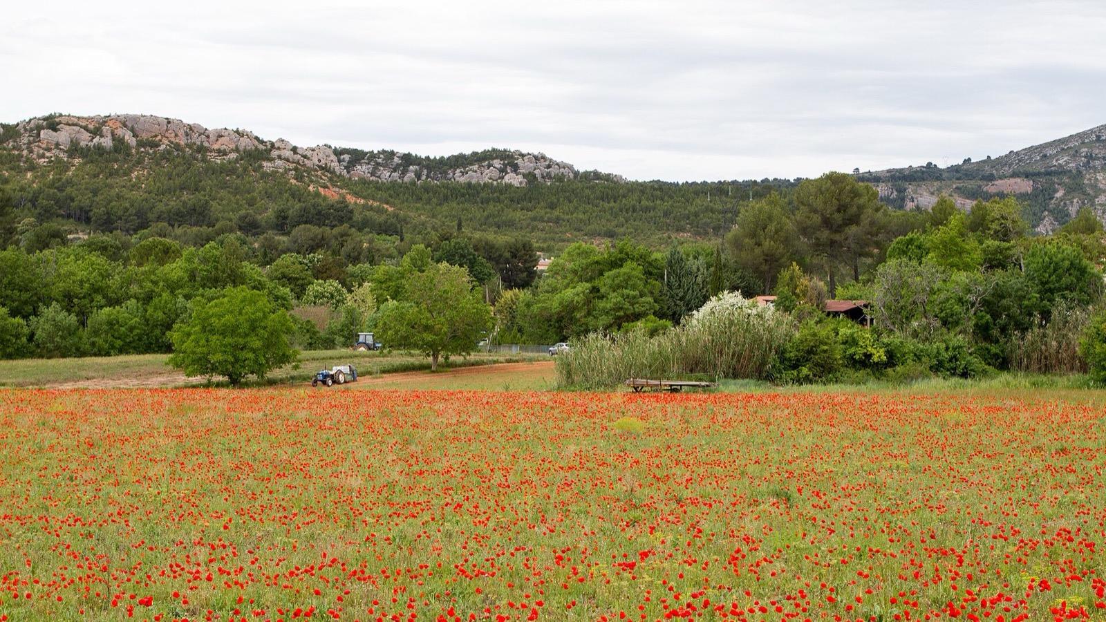 La montagne Sainte-Victoire vue depuis les environs de Beaurecueil sous la chaleur estivale