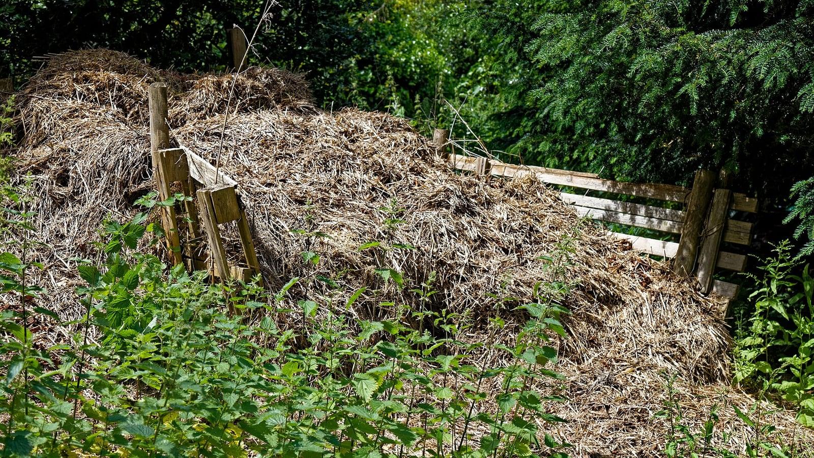 Bacs à compost ouverts en lattes de bois, remplis de paille sèche, au fond d'un jardin entouré de verdure
