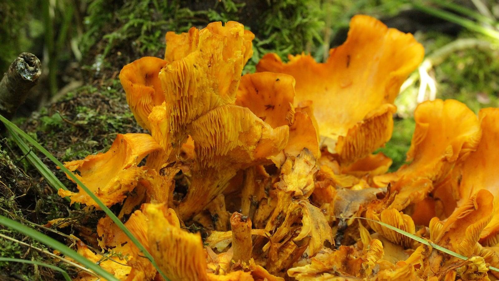 Touffe de champignons orange vif aux lames serrées, poussant au pied d'un tronc couvert de mousse, entre des brins d'herbe