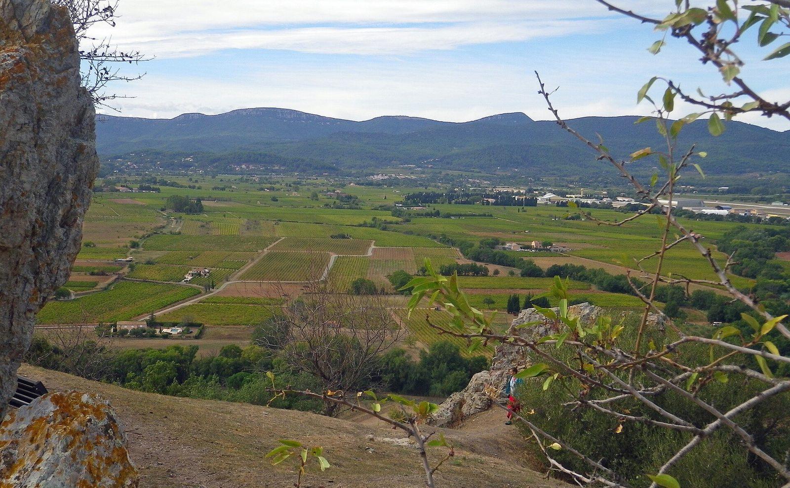 Un vignoble en Provence