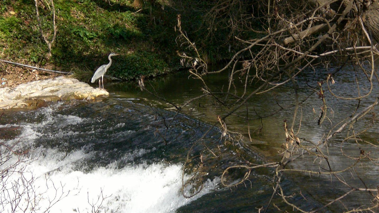 Un héron cendré posé au bord de l'Huveaune à Roquevaire, au-dessus d'un petit seuil où l'eau s'écoule